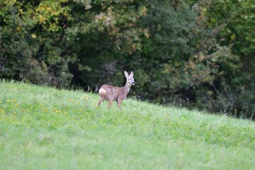 Deer fawns walking and grazing grass in winter time 