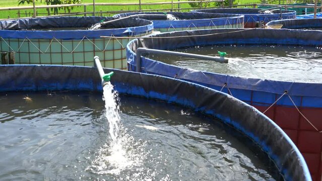Raising and cultivating fish by using fish ponds made of round or circular tarpaulins that can maximize fish production with a narrow and limited production area in Pati, Central Java, Indonesia, Asia