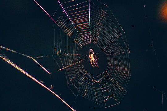 Beautiful spider in a colorful background and light, making a web like a painting on a canvas