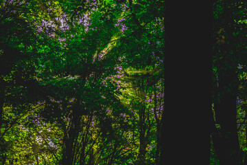 Autumn in the forest, colors of green and yellow leafs and trees