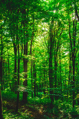 Autumn in the forest, colors of green and yellow leafs and trees