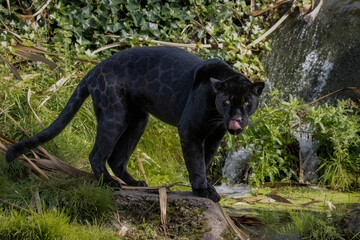female black jaguar licking her lips