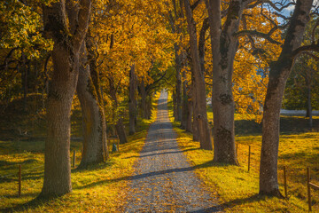 Tree avenue during autumn