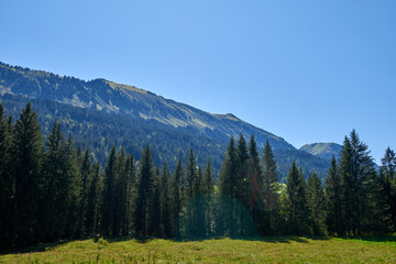 Alpine Pines, Peaks, and the Azure Sky. Summer Evergreens: Forests beneath Blue Skies in the Alpine. Mountain Pastoral Serenity: Grazing Pastures and Pine-Laden Slopes. Nature's Harmony: Alpine