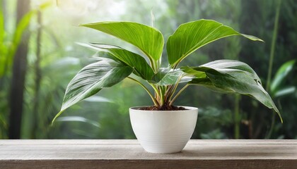Fototapeta na wymiar modern house plant with white pot on transparent background