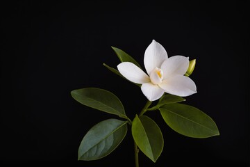 Solitary Magnolia: A Study of Contrast and Grace