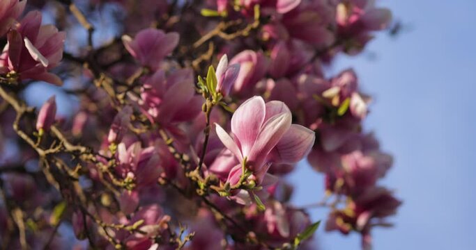 Branches of blooming pink magnolia in the wind. Blue sky and copy space on the right