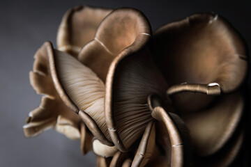 Mushroom Curves