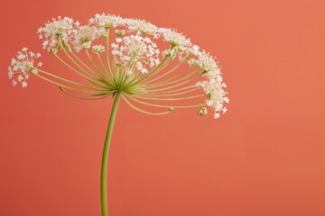 Coral Canvas with Queen Anne's Lace
