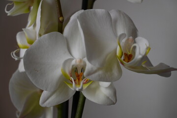 Naklejka na ściany i meble Orchidea bianca