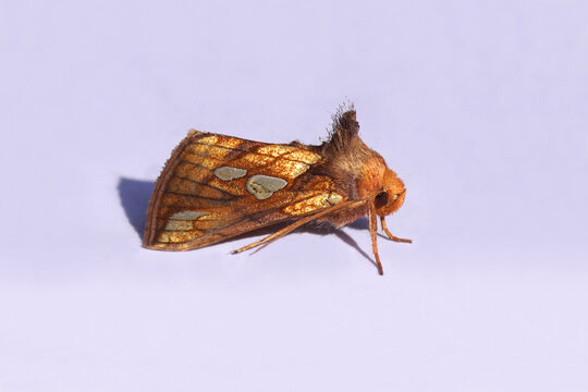 Close up Gold spot (Plusia festucae). Moth of the family Noctuidae, Owlet moths. Isolated on a white background. Netherlands, summer, August   