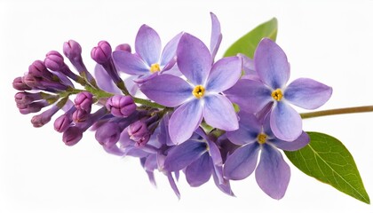 isolated lilac flowerson white background
