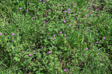 Hedgerow Crane's-bill (Geranium pyrenaicum)
