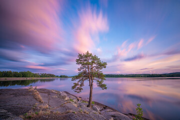 Lonely tree in lake Järnlunden, Sweden.