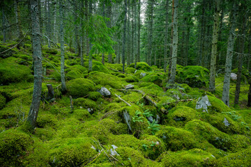 Mossy forest in Sweden with large rocks