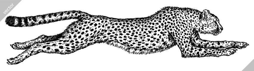Vintage engraving isolated leopard set panther illustration ink sketch. Africa wild cat cheetah background jaguar animal silhouette art. Black and white hand drawn vector image  © Turaev