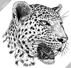 Vintage engraving isolated leopard set panther illustration ink sketch. Africa wild cat cheetah background jaguar animal silhouette art. Black and white hand drawn vector image	