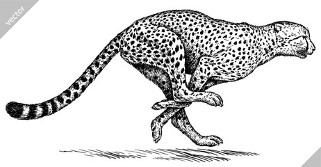 Vintage engraving isolated leopard set panther illustration ink sketch. Africa wild cat cheetah background jaguar animal silhouette art. Black and white hand drawn vector image  © Turaev