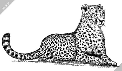 Vintage engraving isolated leopard set panther illustration ink sketch. Africa wild cat cheetah background jaguar animal silhouette art. Black and white hand drawn vector image	