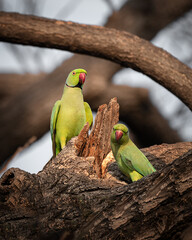 Green Parrots on a branch © VIKAS