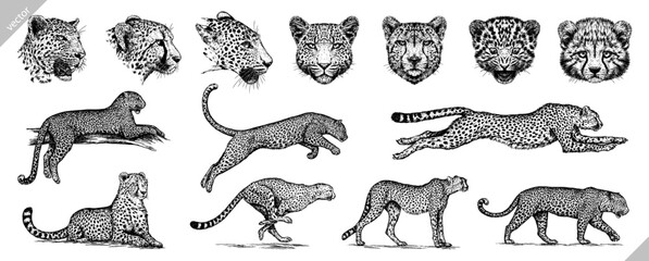 Vintage engraving isolated leopard set panther illustration ink sketch. Africa wild cat cheetah background jaguar animal silhouette art. Black and white hand drawn vector image	 - 728686073