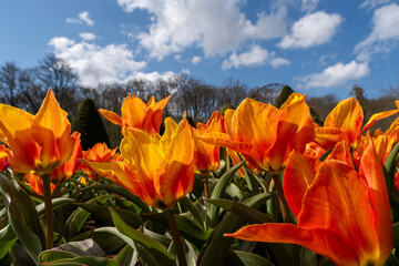 Graceful Tulips: Tulipa greigii (Greig's Tulip) Blooms in Spring