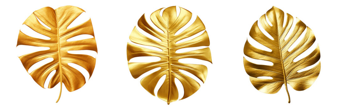 Set of golden tropical monstera leaves on a transparent background