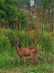 Forest animal deer