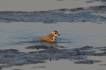 Tibetan sand plover (Anarhynchus atrifrons), a small wader in the plover family, observed at Akshi Beach in Alibag, Maharashtra, India