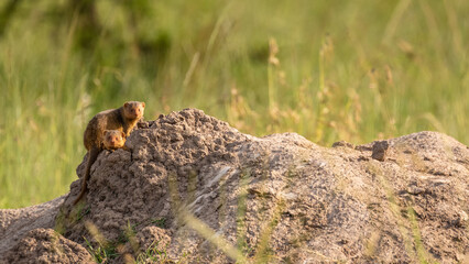 Common dwarf mongoose (Helogale parvula) on a termite hill, Olare Motorogi Conservancy, Kenya.