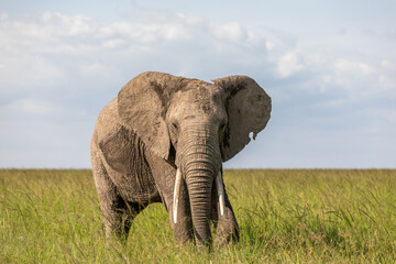 Fototapeta premium Elephant ( Loxodonta Africana) with big tusks, Olare Motorogi Conservancy, Kenya.