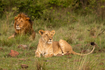 Lion pride ( Panthera Leo Leo), Olare Motorogi Conservancy, Kenya.