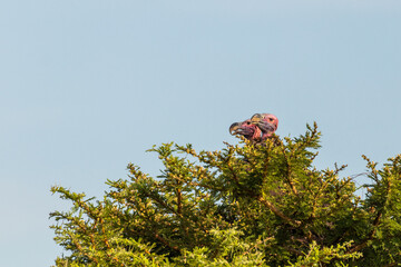 The lappet-faced vulture or Nubian vulture (Torgos tracheliotos) sitting on a nest, Masai Mara National Reserve, Kenya.