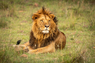 Male lion ( Panthera Leo Leo) enjoying his rest, Olare Motorogi Conservancy, Kenya.