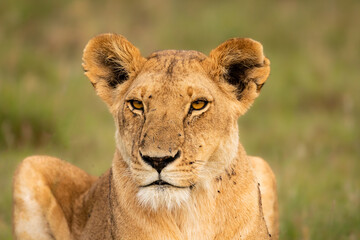 Head of a lioness ( Panthera Leo Leo), Olare Motorogi Conservancy, Kenya.