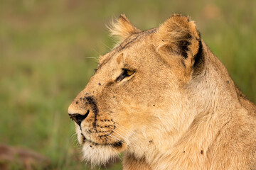 Head of a lioness ( Panthera Leo Leo) with a scar, Olare Motorogi Conservancy, Kenya.