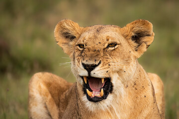 Lioness ( Panthera Leo Leo) yawning, Olare Motorogi Conservancy, Kenya.
