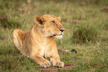 Lioness ( Panthera Leo Leo) relaxing, Olare Motorogi Conservancy, Kenya.