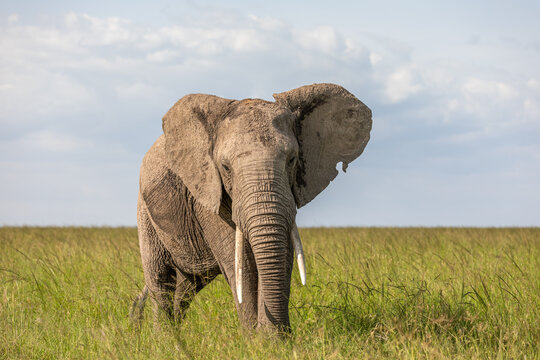 Elephant ( Loxodonta Africana) with big tusks, Olare Motorogi Conservancy, Kenya.