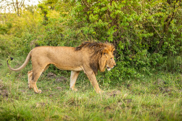 Male lion ( Panthera Leo Leo) walking by, Olare Motorogi Conservancy, Kenya.