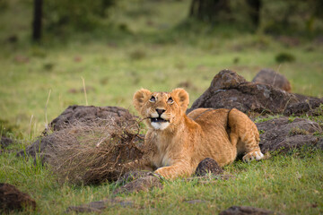 Lion cub ( Panthera Leo Leo) playing with a branch, Olare Motorogi Conservancy, Kenya.