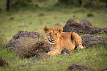 Lion cub ( Panthera Leo Leo) playing with a branch, Olare Motorogi Conservancy, Kenya.