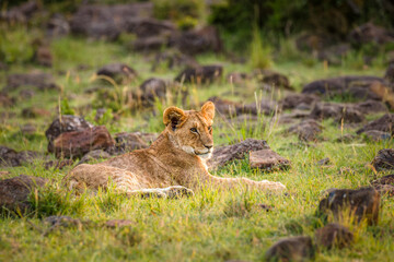 Lion cub ( Panthera Leo Leo) enjoying the evening, Olare Motorogi Conservancy, Kenya.