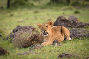 Lion cub ( Panthera Leo Leo) playing with a branch, Olare Motorogi Conservancy, Kenya.
