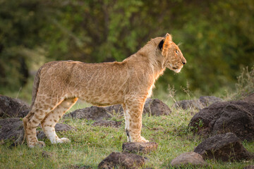Lion cub ( Panthera Leo Leo) in the golden light of the evening sun, Olare Motorogi Conservancy, Kenya.