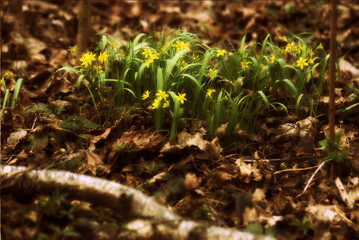 Primroses break through dry leaves on a forest hill