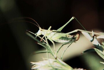 Photo of a grasshopper on a green plant, with projector effect, post processing