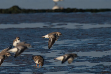 Tibetan sand plover (Anarhynchus atrifrons), a small wader in the plover family, observed at Akshi...