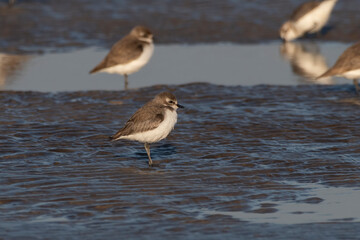 Tibetan sand plover (Anarhynchus atrifrons), a small wader in the plover family, observed at Akshi...