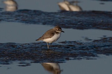 Tibetan sand plover (Anarhynchus atrifrons), a small wader in the plover family, observed at Akshi Beach in Alibag, Maharashtra, India